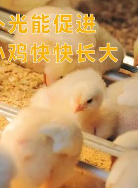 鸡EGA鸭舍专用防照明灯线养殖大棚棚一体水灯线设备鸡搭建畜温牧