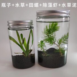 科学生态瓶微景观鱼缸，小虾水草植物迷你小型造景，diy材料学生作业