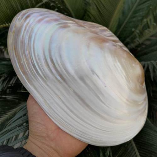 超大天然光亮炫彩双面珍珠贝蚌壳创意家居收藏橱窗拍摄道具摆件