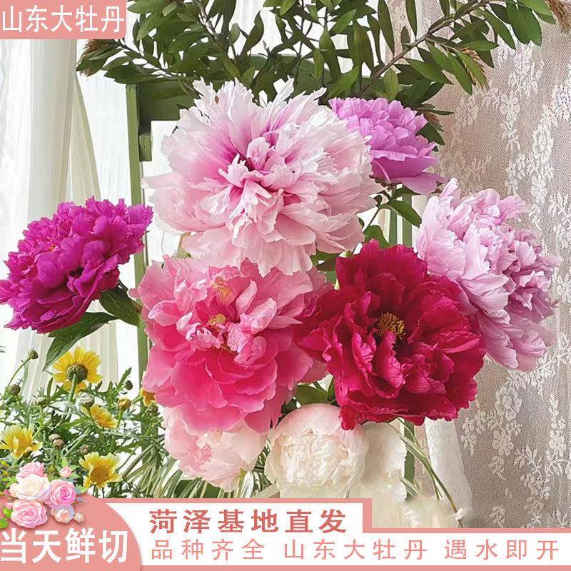 【现货】混搭色系山东大牡丹 博哥牡丹鲜切花