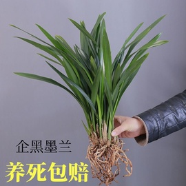 墨兰花苗墨兰盆栽带花苞耐寒花卉植物浓香型建兰惠兰花苗带盆土