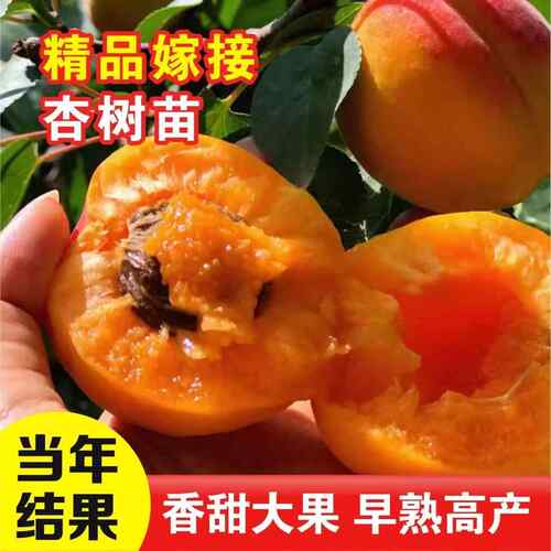 嫁接杏树果苗庭院果树特大早熟杏子苗树活苗南方北方种植当年结果
