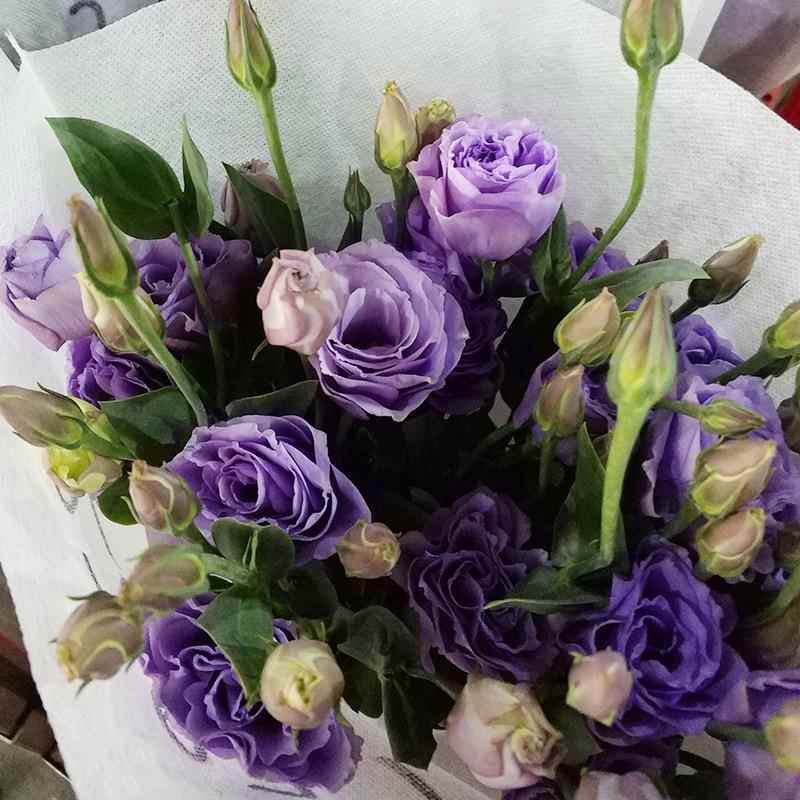 洋桔梗鲜花云南昆明龙胆草花店摆摊配花斗南基地花束
