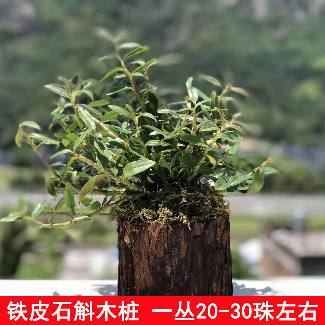 铁皮石斛4年苗霍山原种木桩石斛铁皮石斛苗石斛木桩可种植可食用