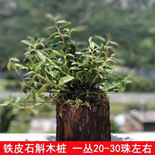铁皮石斛4年苗霍山原种木桩石斛铁皮石斛苗石斛木桩可种植可食用