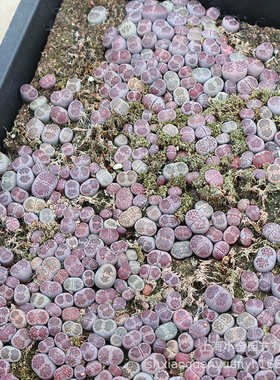 多肉植物生石花基地紫菊kiku Lithops稀有品种批发整盘发货货