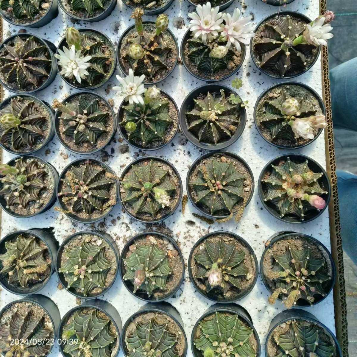 实生肋骨牡丹5-6球茎有根 仙人球沙生植物裸萼球属