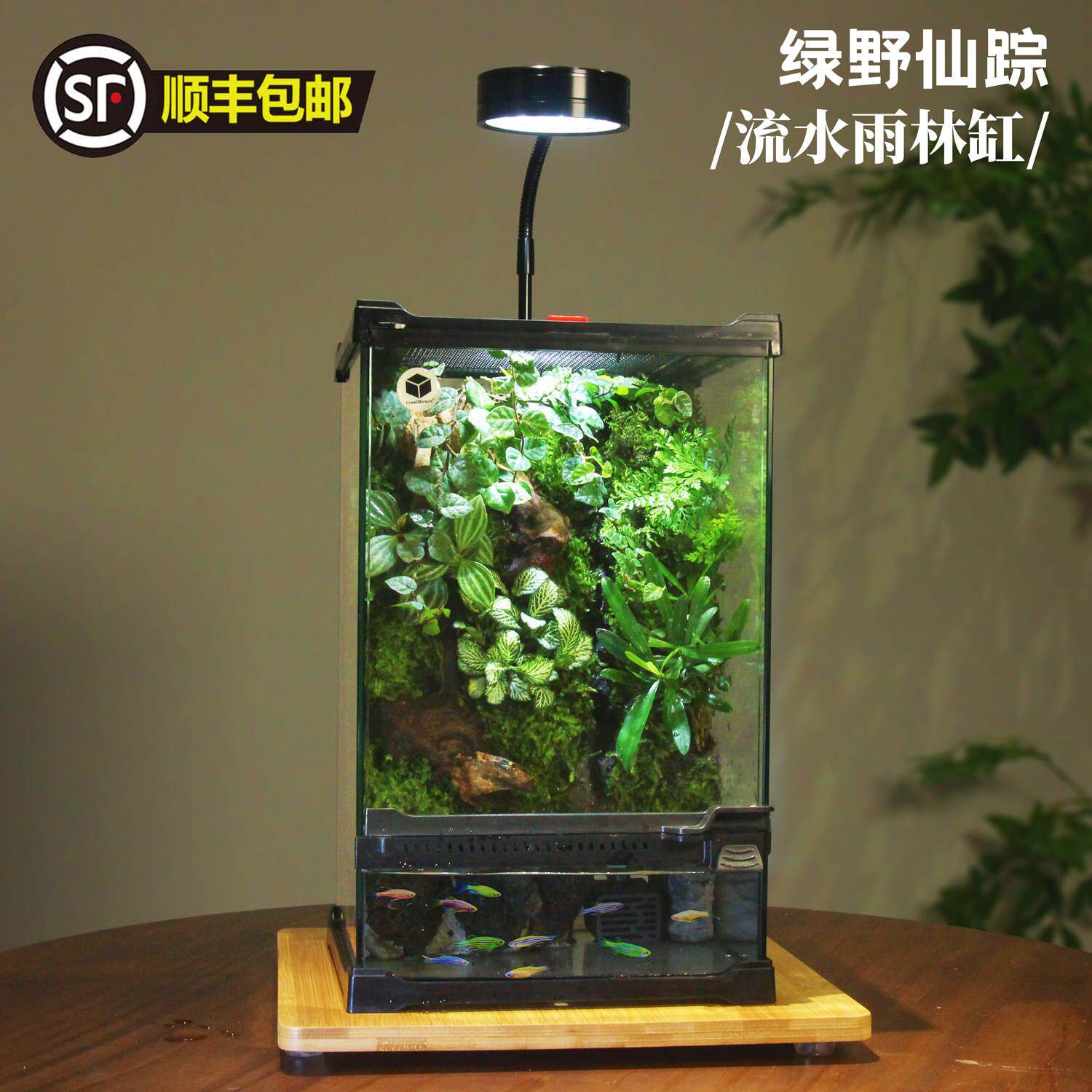 创意微景观生态瓶雨林缸水陆两栖生态缸造景种好发货免打理饲养箱