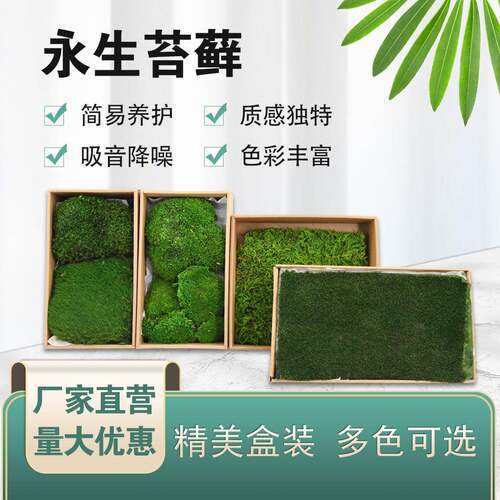山水造景铺面植物苔藓微景观装饰大灰藓小灰藓白发藓羊毛藓