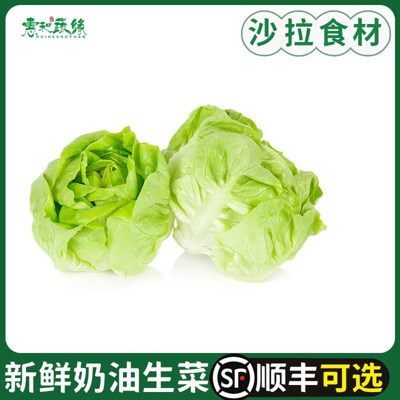 新鲜奶油生菜牛油生菜沙拉蔬菜食材波士顿生菜轻食西餐配菜生吃