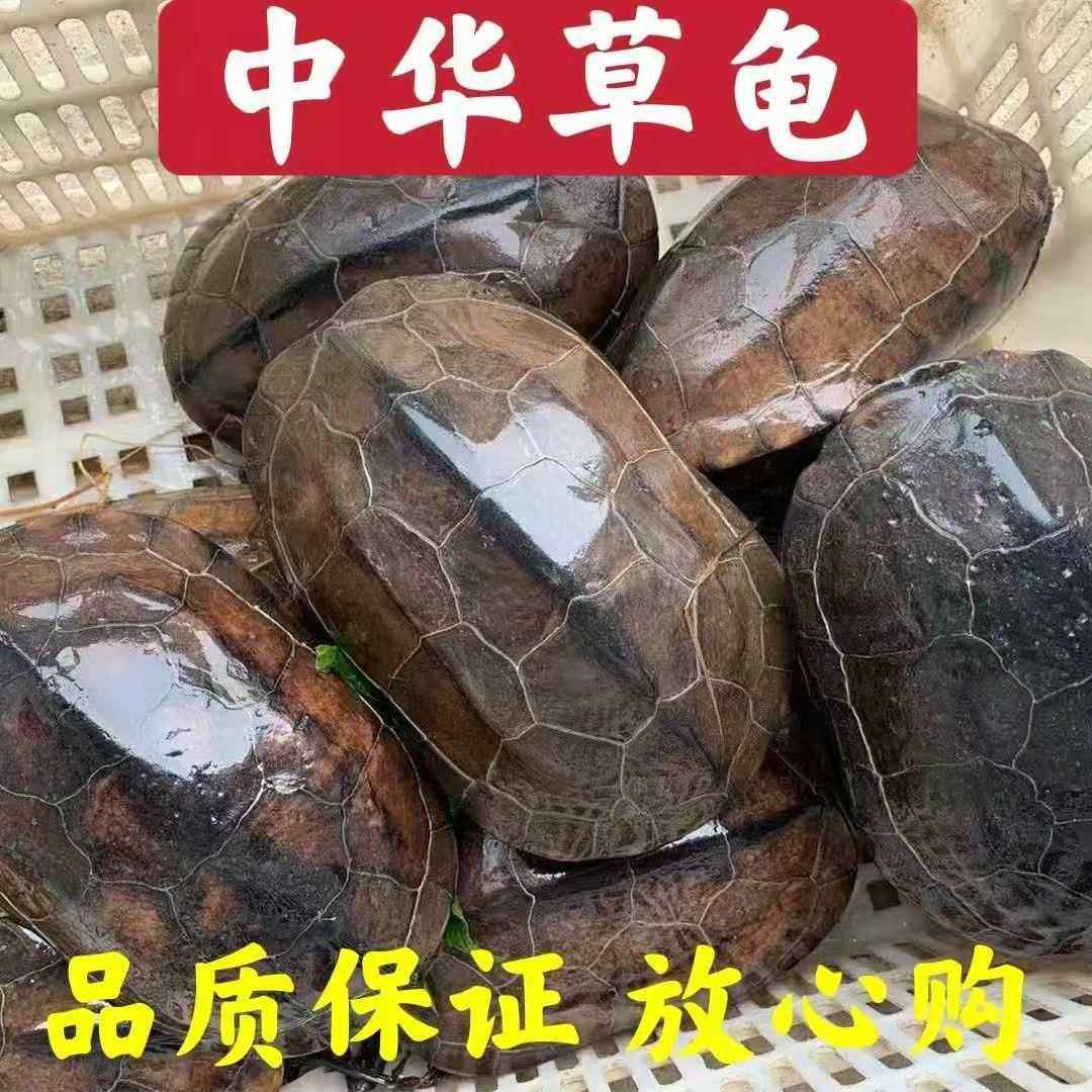 中华草龟产蛋观赏煲汤纯种够年份的本土老龟杂食健康好养品种,宠物/宠物食品及用品,其他益生菌,淘宝优惠券,粉丝福利购,淘宝优惠卷