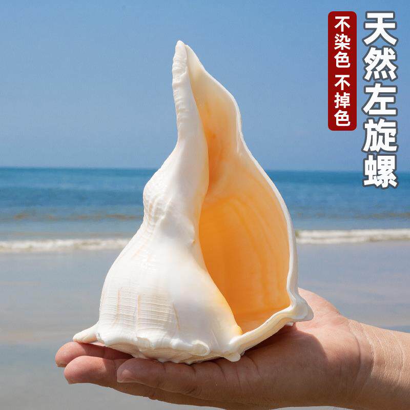 天然稀有海螺贝壳左旋螺鱼缸造景装饰拍摄道具收藏摆件送礼礼物