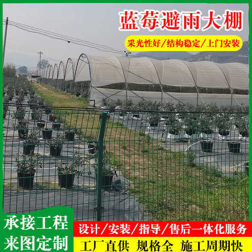 蓝莓大棚 镀锌骨架避雨棚 薄膜连栋蓝莓避雨棚种植蓝莓拱形避雨棚