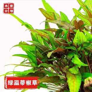 绿温蒂椒草淡水活体阴性水草植物鱼缸造景前景草中景不用二氧化碳