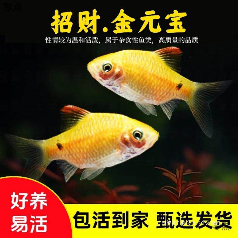 鱼鱼淡水冷水小型鱼小鱼活观赏鱼耐养的金元宝练手鱼套餐混养