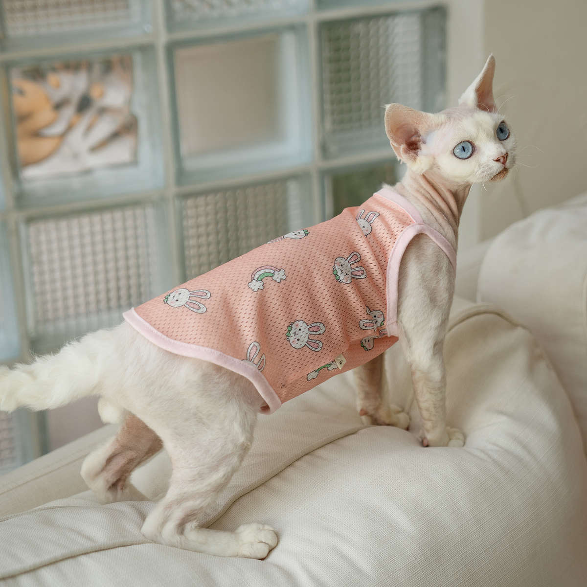 兔子卡通网眼吊带高弹好穿任发财无毛猫衣服斯芬克斯猫德文