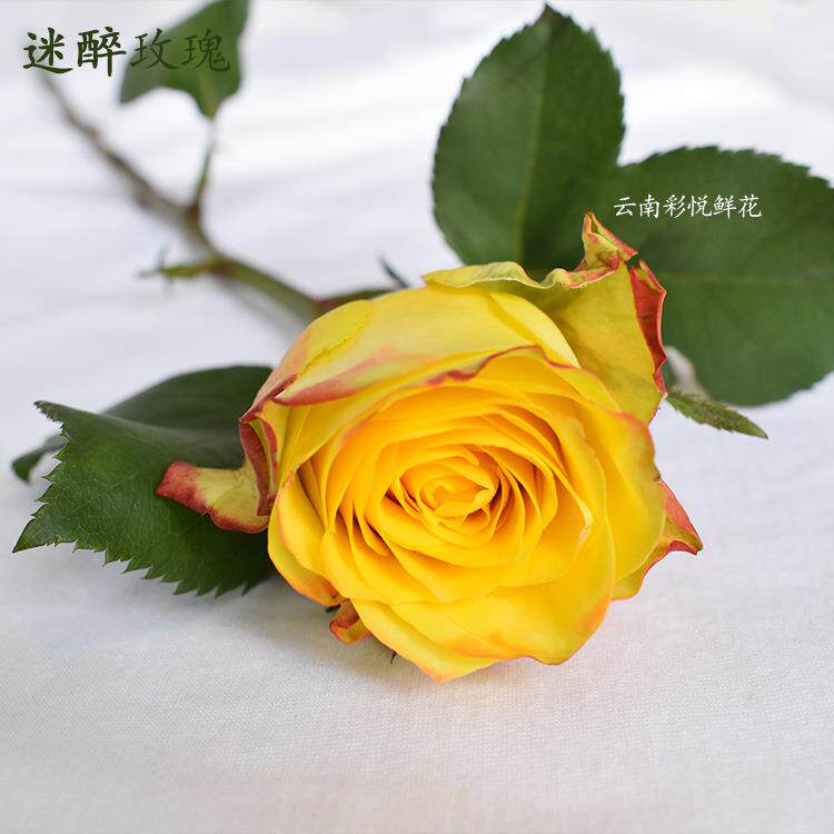 【迷醉玫瑰】昆明基地 迷醉玫瑰鲜花 AB级玫瑰鲜切花 20支/扎