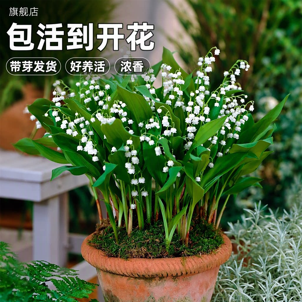 带芽铃兰花苗盆栽耐寒室内外阳台好养活浓香新手包成活种球旗舰店