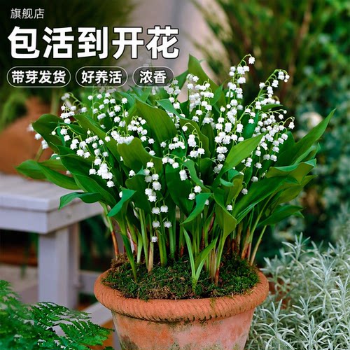 带芽铃兰花苗盆栽耐寒花卉植物