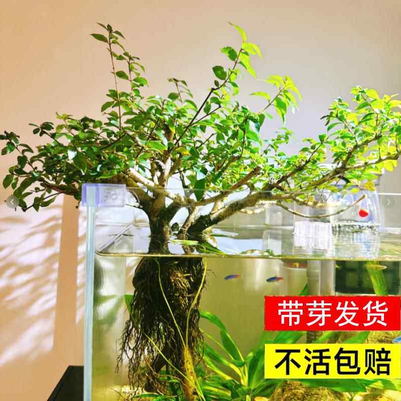 鱼缸造景水草水杨梅水培老桩植物和鱼共养造景树水生树溪流缸制氧