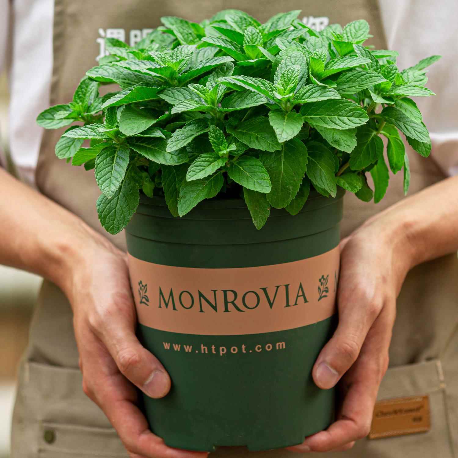 薄荷盆栽大盆可食用香草室外好养绿植室内阳台植物驱蚊草薄荷叶苗