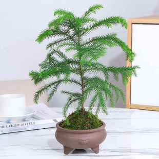 水培植物南洋杉苔藓球盆景室内禅意净化空气吸甲醛北欧风水养绿植