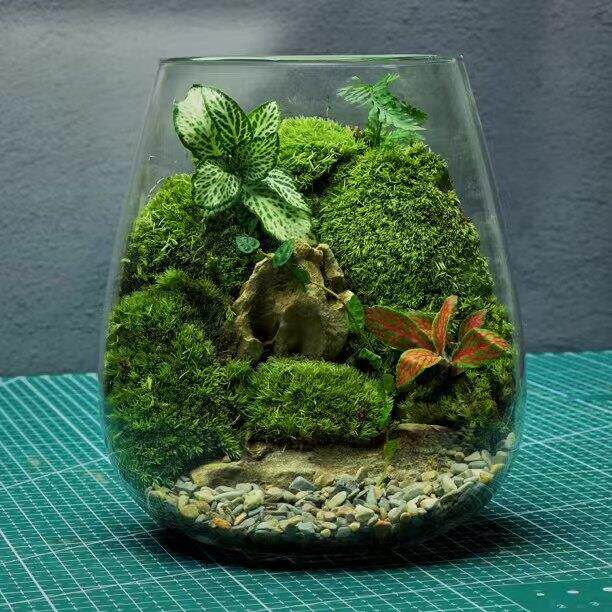送5只辣椒蟹苔藓微景观蟹缸盆栽植物桌面生态瓶真植物正品包邮
