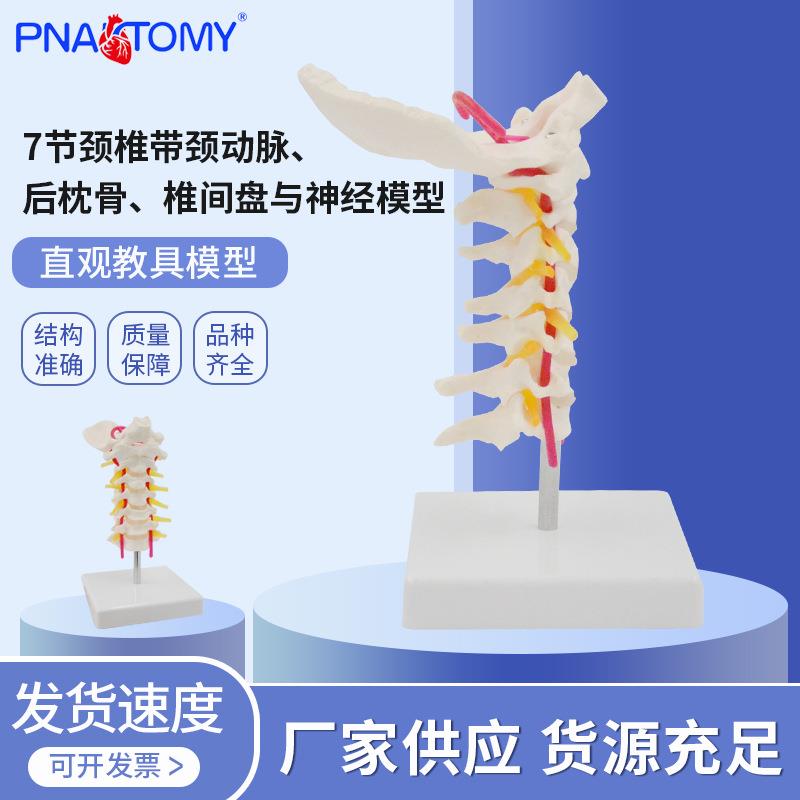 供应人体7节颈椎带颈动脉 后枕骨 椎间盘与神经模型 颈椎模型