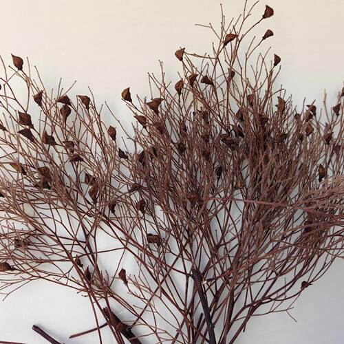 永生花梦幻草柔丝ins风插花花束diy配材干花永生柔丝