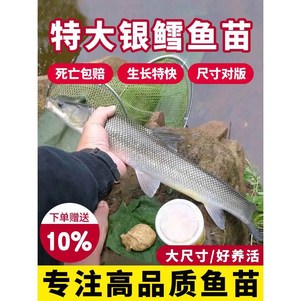 银鳕鱼苗淡水养殖食用大鳞鲃鱼苗鳕鱼苗活鱼苗养殖观赏银雪活鱼苗