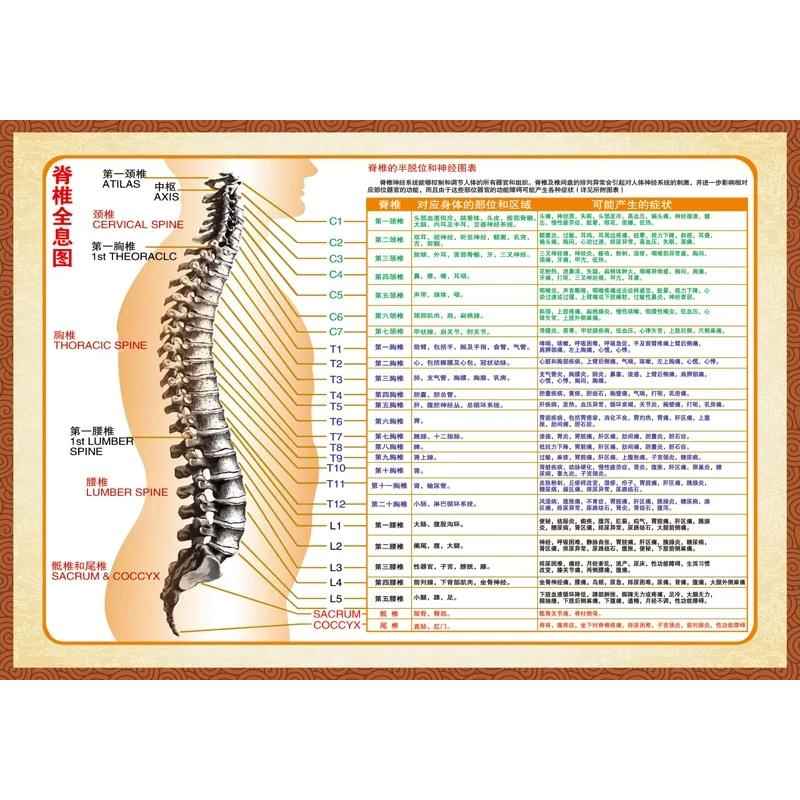 脊柱脊椎全息图海报挂图示意图解参照对照图片墙贴画中医文化展板