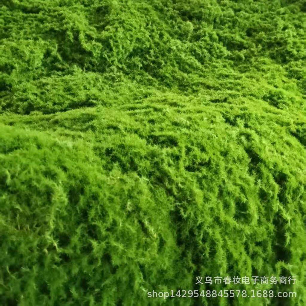 曲丝棉底草坪假苔藓室内景观苔藓草皮场景橱窗造景苔藓微景观摆件
