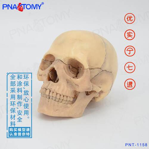 颅骨小骷髅头模型仿真人头骨原色可拆卸15部件美术临摹素描