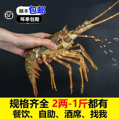 小青龙龙虾龙虾鲜活特大青龙虾冰鲜小青龙新鲜冷冻青龙仔鲜活冷冻