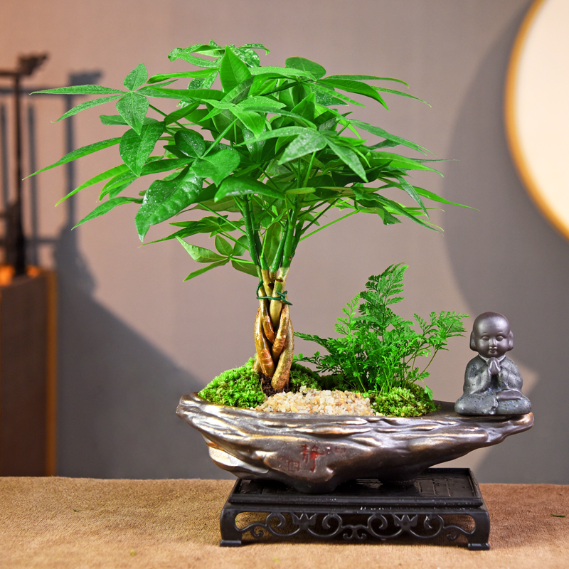 发财树盆栽寓意盆景室内绿植招财树绿植复古桌面美观摆件好养送礼