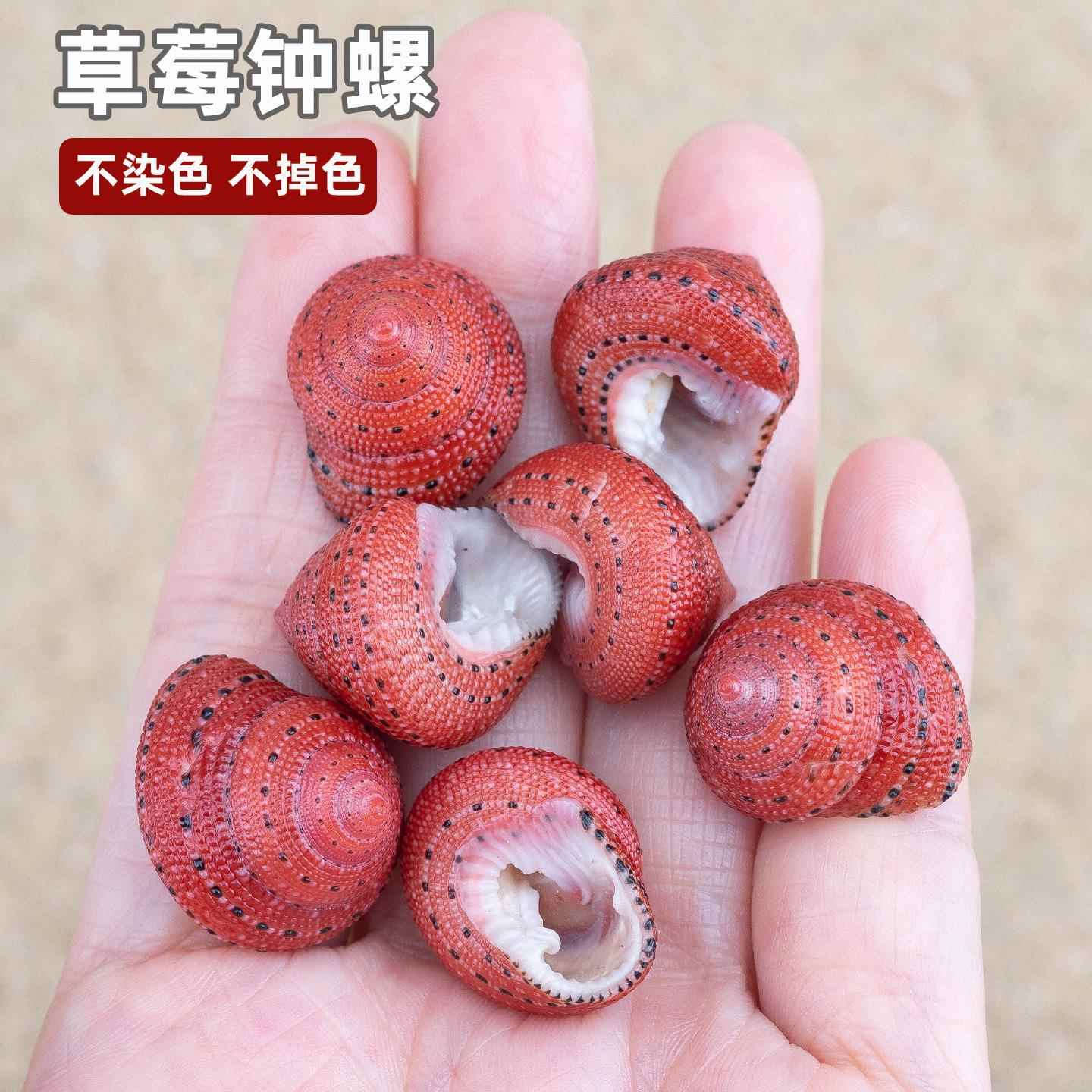 天然海螺贝壳草莓钟螺标本贝收藏摆件鱼缸造景装饰寄居蟹替换壳