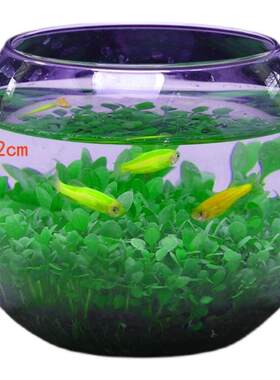 微景观玻璃生态造景瓶免打理DIY鱼缸水草泥水培植物种籽套餐批发