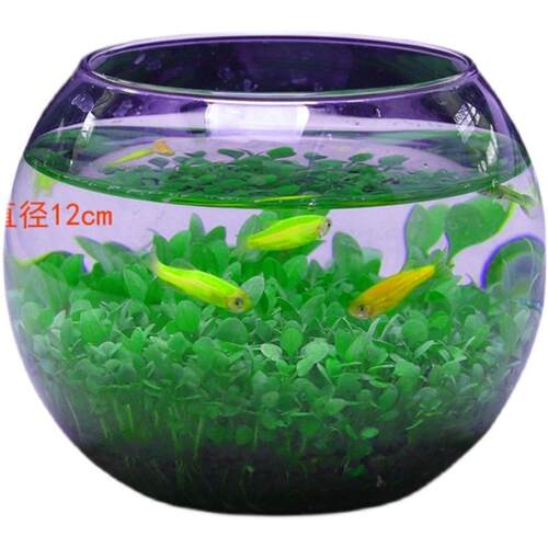 微景观玻璃生态造景瓶免打理DIY鱼缸水草泥水培植物种籽套餐批发