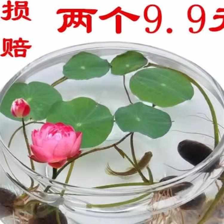 水培玻璃花瓶透明碗莲荷花铜钱草盆缸养睡莲的专用花盆鱼缸植物器