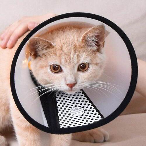 伊丽莎白圈猫绝育项圈幼猫防舔猫咪脖圈颈圈头套狗狗围脖宠物用品