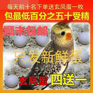 鹦鹉蛋受精可孵化高品质玄凤可人工孵宠物鸟当天新鲜率高