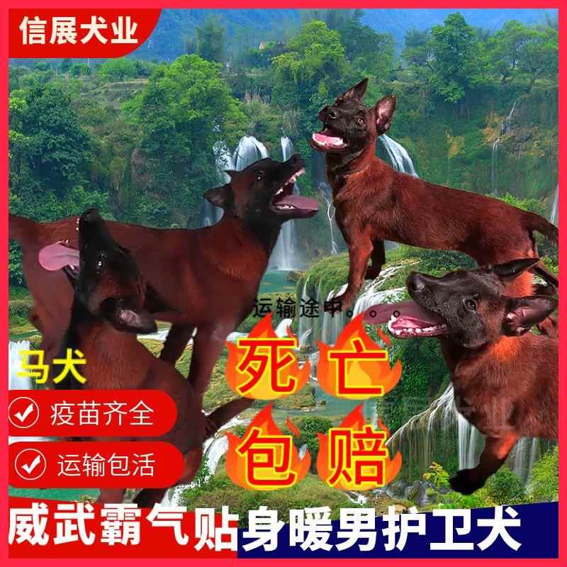 纯种马犬纯种幼犬双血统爆红正宗包邮护卫犬警犬网红看家庭护院犬
