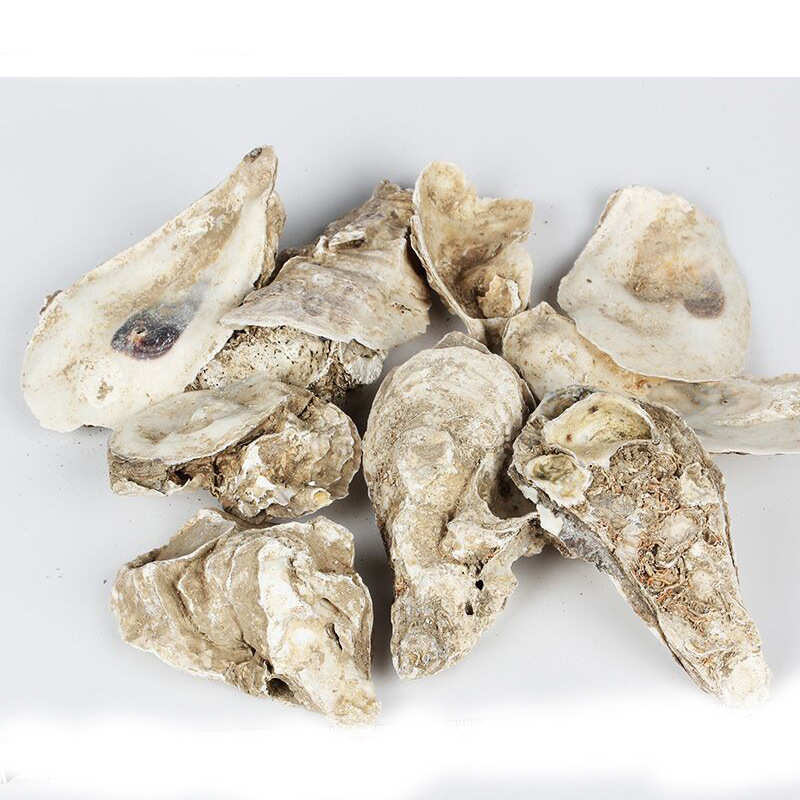 鱼池过滤材料 蚝壳 牡蛎壳(锦鲤池专用滤材)生蚝壳 稳定PH值