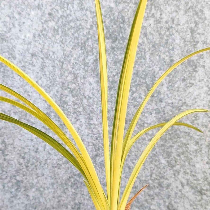 云南老种精品莲瓣兰花苗朱金黄中透艺直发正品正宗清仓浓香花卉