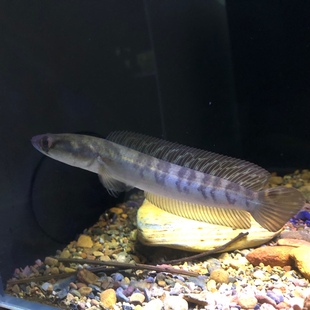 1-4-1号缸让人疯狂得黑魔神雷龙鱼