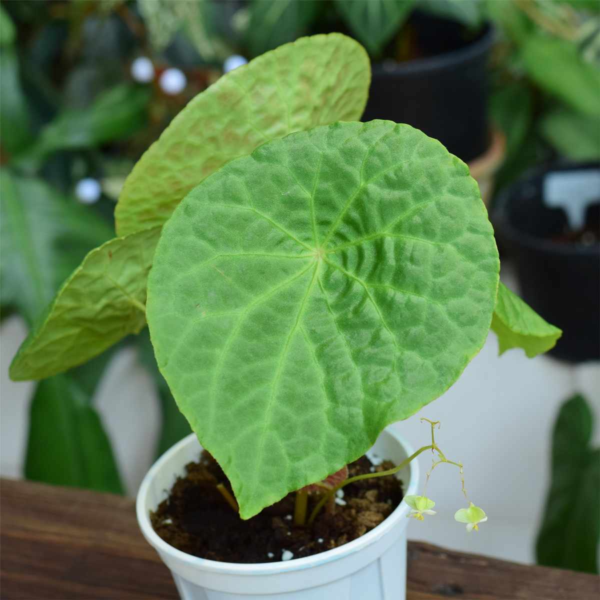 【秋海棠合辑】 浇浇植物超市