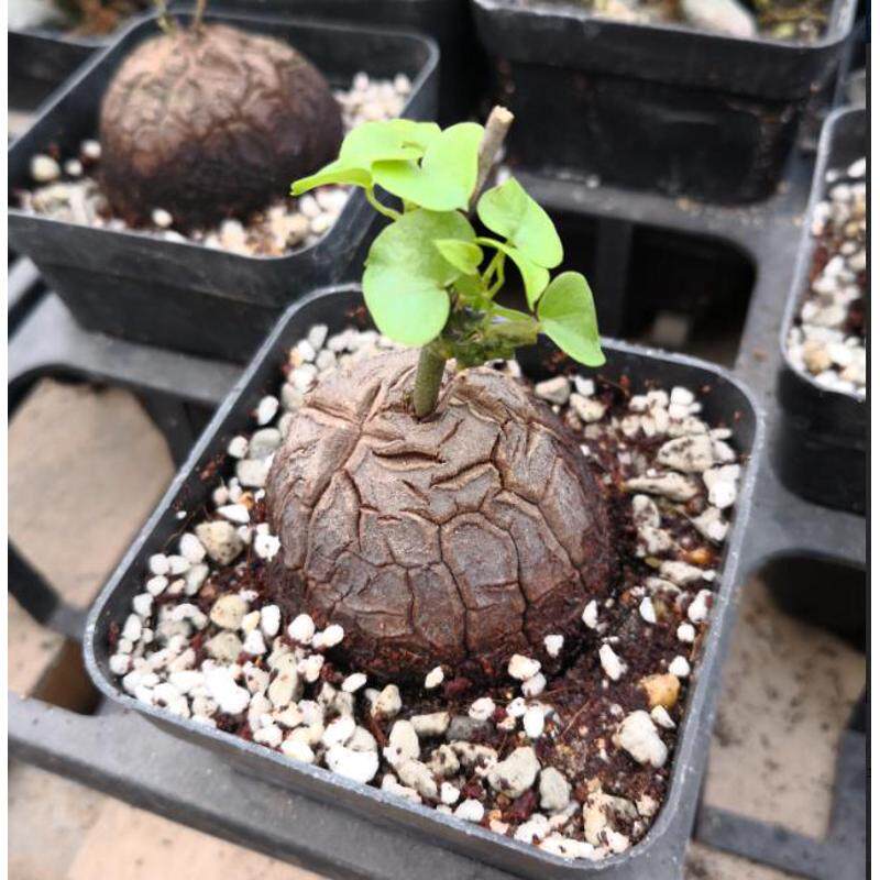 多肉植物盆栽 肉肉 办公室绿植 块茎表皮龟裂 1-2年生 龟甲龙
