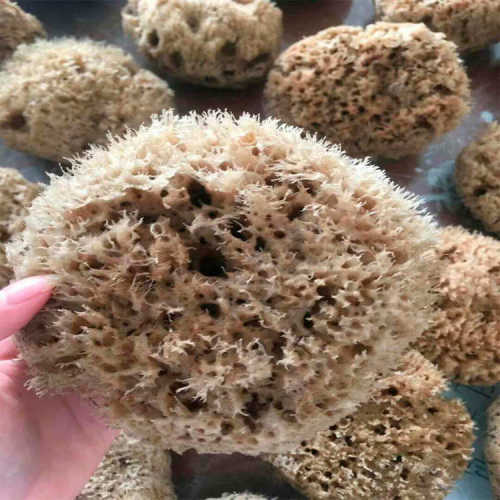 美轮美奂艺术涂料海藻拍海藻绵海藻滚筒艺术涂料厂家批发