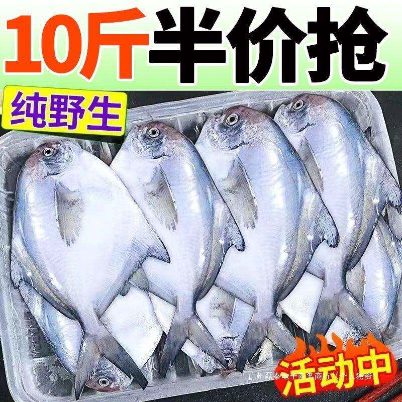银鲳鱼特大深海新鲜鲜活海鲜冷冻深海白鲳鱼平鱼昌鱼新鲜