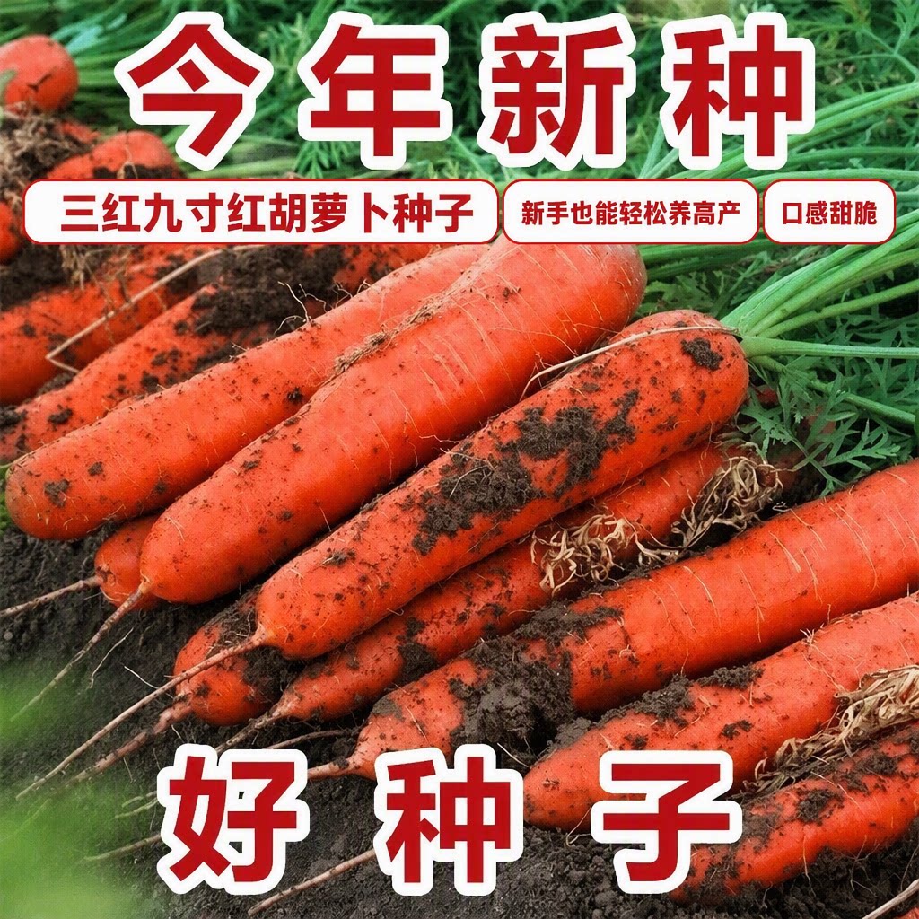三红九寸红胡萝卜种子四季耐热